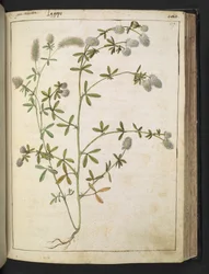 Kasvi, jossa on valkoiset kukat. , Gherardo Cibon "Paintings of Flora of the Roman States", Lisää MS 22333, f117r, n. 1564-84 (akvarelli ja guassi paperille)