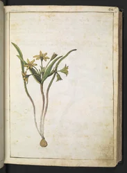 Keltainen kasvi, Gherardo Cibon "Paintings of Flora of the Roman States", Add MS 22333, f036r, n. 1564-84 (akvarelli & guassi paperille)