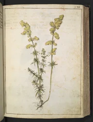 Keltainen kasvi, Gherardo Cibon "Paintings of Flora of the Roman States", Add MS 22333, f076r, n. 1564-84 (akvarelli & guassi paperille)