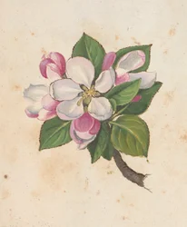 Lisää MS 22333 f.61r, Blossom, julkaisusta Paintings of flora of the Roman States, n. 1564-1584 (akvarelli ja guassi paperille)