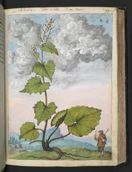 Alliaria petiolata: Korkea kasvi, jolla on valkoiset terälehdet. , Gherardo Cibon "Paintings of Flora of the Roman States", Lisää MS 22333, f097r, n. 1564-84 (akvarelli ja guassi paperille)