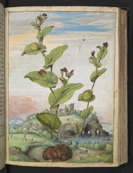 Aristolochia rotunda: Hedelmäkasvi, Gherardo Cibon "Maalauksia Rooman valtioiden kasvillisuudesta", Lisää MS 22333, f078r, n. 1564-84 (akvarelli ja guassi paperille)