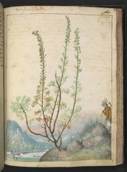 Artemisia abrotanum (eteläpuu), Gherardo Cibon teoksesta "Paintings of Flora of the Roman States", Add MS 22333, f157r, c.1564-84 (akvarelli & guassi paperille)