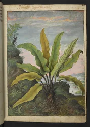 Asplenium scolopendrium, Gherardo Cibon "Paintings of Flora of the Roman States", Add MS 22333, f014r, n. 1564-84 (akvarelli ja guassi paperille)