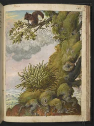 Bryofyytti (sammale) ja orava istumassa puun oksalla, Gherardo Cibon "Paintings of Flora of the Flora of the Roman States", Add MS 22333, f172r, c.1564-84 (akvarelli & guassi paperille)