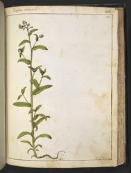 Buglossa, Anchusa azurea (Loddon Royalist), Gherardo Cibon teoksesta "Paintings of Flora of the Roman States", Lisää MS 22333, f153r, n. 1564-84 (akvarelli ja guassi paperille)