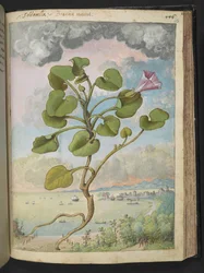 Calystegia soldanella, Gherardo Cibon "Paintings of Flora of the Roman States", Add MS 22333, f150r, n. 1564-84 (akvarelli & guassi paperille)