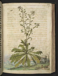 aCapsella bursa-pastoris, Gherardo Cibon "Rooman valtioiden kasviston maalauksista", Lisää MS 22333, f119r, n. 1564-84 (akvarelli ja guassi paperille)