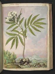 Cardamine heptaphylla, Gherardo Cibon "Paintings of Flora of the Flora of the Roman States", Add MS 22333, f127r, n. 1564-84 (akvarelli & guassi paperille)