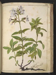 Caryophyllaceae (Soapwort): kukkivien kasvien suku vaaleanpunaiseen perheeseen, Gherardo Cibon teoksesta "Paintings of Flora of the Roman States", Add MS 22333, f164r, n. 1564-84 (akvarelli ja guassi paperille)
