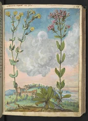 Centaurium erythraea, Gherardo Cibon teoksesta "Paintings of Flora of the Roman States", Lisää MS 22333, f042r, n. 1564-84 (akvarelli ja guassi paperille)