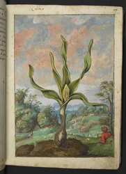Colchicum autumnale, Gherardo Cibon "Rooman valtioiden kasviston maalauksista", Lisää MS 22333, f021r, n. 1564-84 (akvarelli ja guassi paperille)