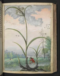 Cyperus serotinus, Gherardo Cibon teoksesta "Paintings of Flora of the Roman States", Lisää MS 22333, f086r, n. 1564-84 (akvarelli ja guassi paperille)