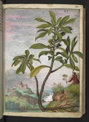 Daphne laureola, Gherardo Cibon "Paintings of Flora of the Roman States", Add MS 22333, f037r, n. 1564-84 (akvarelli ja guassi paperille)