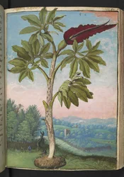 Dracunculus vulgaris, Gherardo Cibon teoksesta "Paintings of Flora of the Roman States", Lisää MS 22333, f054r, n. 1564-84 (akvarelli ja guassi paperille)