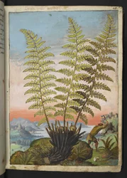 Dryopteris filix mas: Saniainen, Gherardo Cibon teoksesta "Paintings of Flora of the Roman States", Lisää MS 22333, f019r, n. 1564-84 (akvarelli ja guassi paperille)