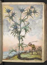 Eryngium maritimum, Gherardo Cibon teoksesta "Paintings of Flora of the Roman States", Lisää MS 22333, f047r, n. 1564-84 (akvarelli ja guassi paperille)