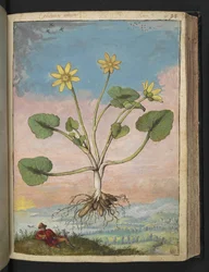 Fcaria verna, Gherardo Cibon "Paintings of Flora of the Roman States", Lisää MS 22333, f091r, n. 1564-84 (akvarelli ja guassi paperille)