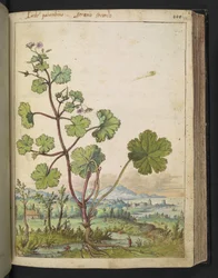 Geranium rotundifolium: Kasvi, jolla on vaaleanpunaiset kukat. , Gherardo Cibon "Paintings of Flora of the Roman States", Lisää MS 22333, f098r, n. 1564-84 (akvarelli ja guassi paperille)