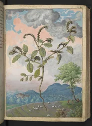 Heliotropium europeanum, Gherardo Cibon "Paintings of Flora of the Roman States", Lisää MS 22333, f044r, n. 1564-84 (akvarelli ja guassi paperille)