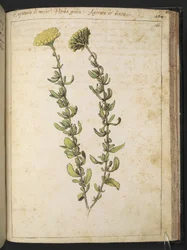 Hamppuagrimony (sukuun Eupatorium), mahdollisesti Kidney Vetch, Gherardo Cibon "Paintings of Flora of the Roman States" -julkaisusta, Add MS 22333, f166r, n. 1564-84 (akvarelli ja guassi paperille)