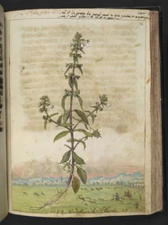Herba gratia dei (Hedge-Isoppi), Gherardo Cibon "Rooman valtioiden kasviston maalauksista", Add MS 22333, f134r, n. 1564-84 (akvarelli ja guassi paperille)