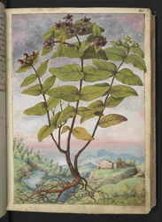 Hypericum hircinum, Gherardo Cibon teoksesta "Paintings of Flora of the Roman States", Lisää MS 22333, f034r, n. 1564-84 (akvarelli ja guassi paperille)