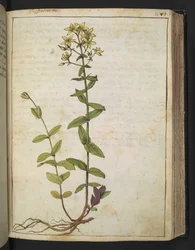 Hypericum perfoliatum, Gherardo Cibon teoksesta "Paintings of Flora of the Roman States", Lisää MS 22333, f084r, n. 1564-84 (akvarelli ja guassi paperille)