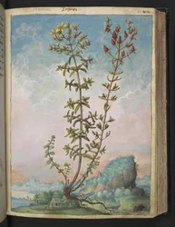 Hypericum perforatum, Gherardo Cibon teoksesta "Paintings of Flora of the Roman States", Lisää MS 22333, f083r, n. 1564-84 (akvarelli ja guassi paperille)