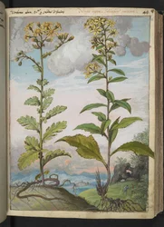 Jacobaeae vulgaris et Senecio ovatu, Gherardo Cibon teoksesta "Paintings of Flora of the Roman States", Add MS 22333, f046r, n. 1564-84 (akvarelli ja guassi paperille)