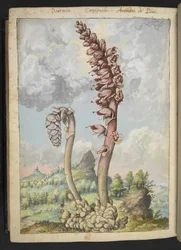 Lathrea squammaria, de "Pintures de Flora dels Estats Romans" de Gherardo Cibo, Add MS 22333, f178v, c.1564-84 (aquarel·la i guaix sobre paper) finlandès