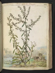 Lepidium graminifolium, Gherardo Cibon "Maalauksia Rooman valtioiden kasvillisuudesta", Lisää MS 22333, f120r, n. 1564-84 (akvarelli ja guassi paperille)
