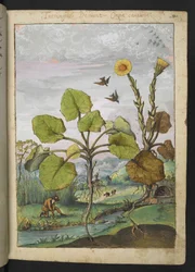 Ligularia tussilaginea (Leopardikasvi), Gherardo Cibon "Rooman valtioiden kasviston maalauksista", Lisää MS 22333, f011r, n. 1564-84 (akvarelli ja guassi paperille)