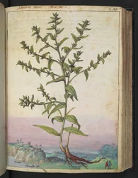 Lithospermum officinale, Gherardo Cibon teoksesta "Paintings of Flora of the Roman States", Lisää MS 22333, f062r, n. 1564-84 (akvarelli ja guassi paperille)