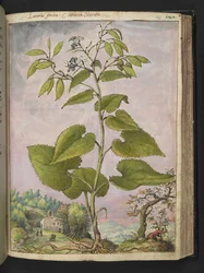 Lunaria redivivia, Gherardo Cibon "Paintings of Flora of the Roman States", Add MS 22333, f124r, n. 1564-84 (akvarelli ja guassi paperille)
