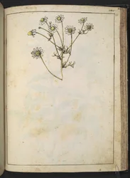 Matricaria chamomilla (Camomilla), Gherardo Cibon teoksesta "Paintings of Flora of the Roman States", Lisää MS 22333, f163r, n. 1564-84 (akvarelli ja guassi paperille)