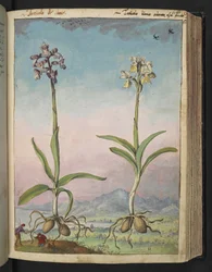 Orchis pallens: Kaksi kukkivaa kasvia, Gherardo Cibon teoksesta "Paintings of Flora of the Roman States", Lisää MS 22333, f064r, n. 1564-84 (akvarelli ja guassi paperille)