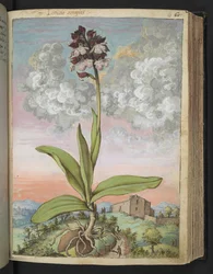 Orchis serapias, Gherardo Cibon "Paintings of Flora of the Roman States", Add MS 22333, f063r, n. 1564-84 (akvarelli & guassi paperille)