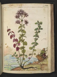 Origanum vulgare, Gherardo Cibon teoksesta "Paintings of Flora of the Roman States", Add MS 22333, f130r, n. 1564-84 (akvarelli ja guassi paperille)
