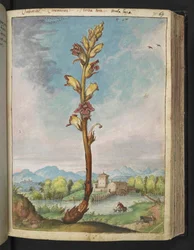 Orobanche gracilis, de "Pintures de Flora dels Estats Romans" de Gherardo Cibo, Add MS 22333, f070r, c.1564-84 (aquarel·la i guaix sobre paper) finlandès