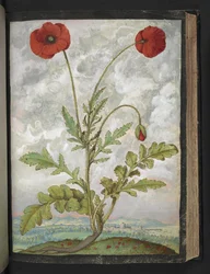 Papaver rhoeas (unikot), Gherardo Cibon "Paintings of Flora of the Roman States", Add MS 22333, f107r, n. 1564-84 (akvarelli ja guassi paperille)