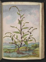 Persicaria hydropiper, Gherardo Cibon "Paintings of Flora of the Flora of the Roman States", Add MS 22333, f152r, n. 1564-84 (akvarelli & guassi paperille)