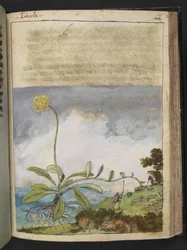Pilosella officinarum, Gherardo Cibon "Paintings of Flora of the Roman States", Add MS 22333, f138r, n. 1564-84 (akvarelli ja guassi paperille)