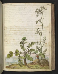 Pimpinella saxifraga, Gherardo Cibon "Paintings of Flora of the Roman States", Add MS 22333, f101r, n. 1564-84 (akvarelli & guassi paperille)