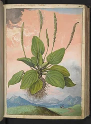 Plantago major, Gherardo Cibon "Paintings of Flora of the Roman States", Add MS 22333, f049r, n. 1564-84 (akvarelli ja guassi paperille)