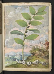 Polygonatum odoratum: Kasvi. Mies, jolla on poimi, Gherardo Cibon "Maalauksia Flora of the Roman States" -julkaisusta, Add MS 22333, f025r, n. 1564-84 (akvarelli & guassi paperille)