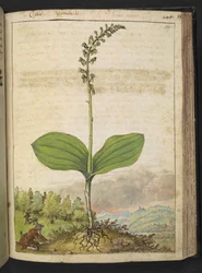 Mahdollisesti Ophrys apifera (mehiläisorkidea), Gherardo Cibon "Paintings of Flora of the Roman States", Add MS 22333, f139r, c.1564-84 (akvarelli & guassi paperille)
