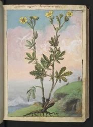 Potentilla recta: Kasvi, jossa on keltaisia kukkia, Gherardo Cibon teoksesta "Paintings of Flora of the Roman States", Add MS 22333, f039r, c.1564-84 (akvarelli ja guassi paperille)