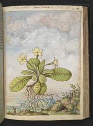 Primula vulgaris, Gherardo Cibon "Paintings of Flora of the Roman States", Add MS 22333, f128r, n. 1564-84 (akvarelli & guassi paperille)