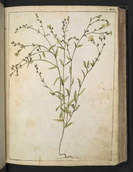 Ranunculus bulbosus: Kasvi, jossa on keltaisia kukkia, Gherardo Cibon teoksesta Paintings of Flora of the Roman States, Add MS 22333, f088r, c.1564-84 (akvarelli & guassi paperille)